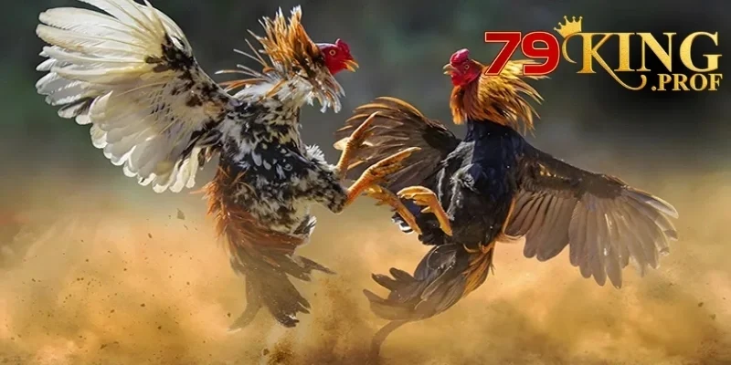 AOG Đá Gà 
